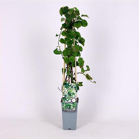 Hydrangea petiolaris Pot 2 Liter