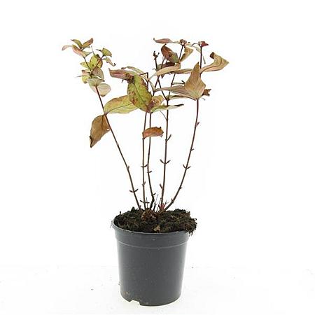 Hypericum andr. 'Albury Purple' Pot 1,5 liter