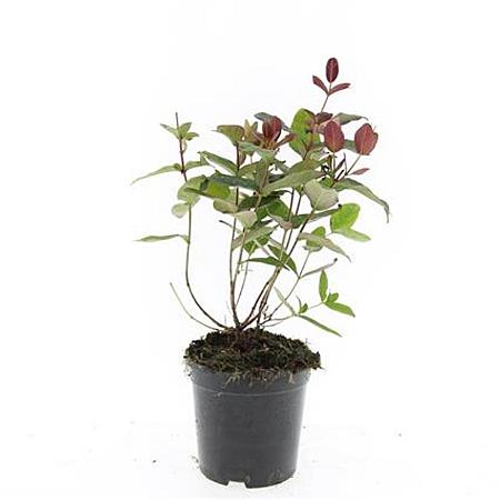 Hypericum andr. 'Albury Purple' Pot 1,5 liter