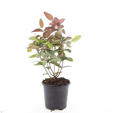 Hypericum andr. 'Albury Purple' Pot 1,5 liter