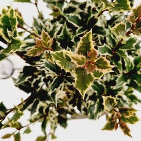 Osmanthus heter. 'Variegatus' Pot 2,5 Liter