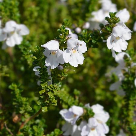 Prostanthera cuneata Pot 2 Liter