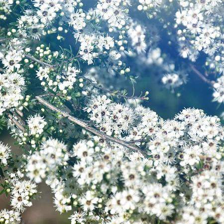 Aster ericoides 'Snowflurry' Pot 9 cm