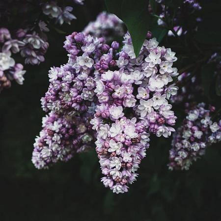 Syringa Dark Purple Pot 10 liter Laagstam