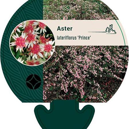 Aster l. 'Prince' Pot 9 cm