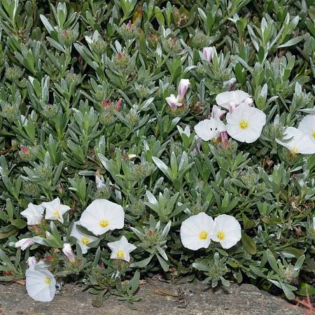 Convolvulus cneorum Pot 2 Liter
