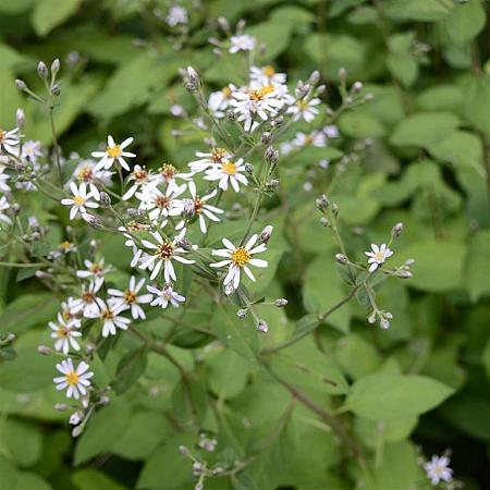 Aster macrophyllus 'Albus' Pot 9 cm