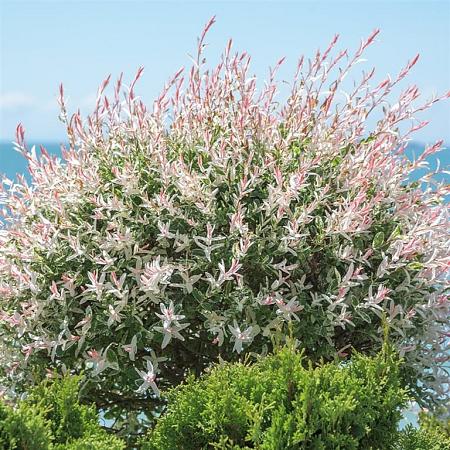 Salix integra 'Hakuro-nishiki' Pot 5 Liter Stam 60 cm