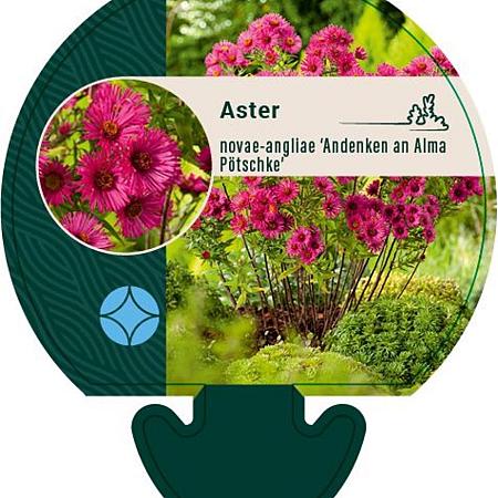 Aster n.-a. 'And. an Alma Pötschke' Pot 9 cm