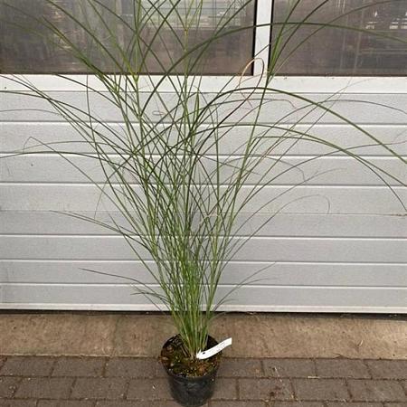 Miscanthus sin. 'Gracillimus' Pot 5 Liter 