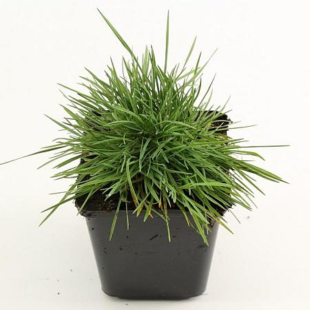 Koeleria glauca Pot 9 cm