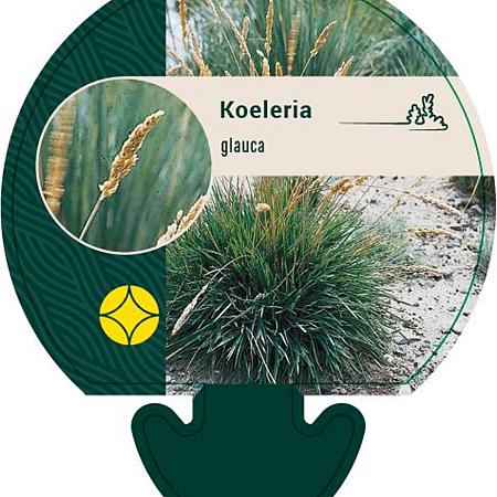 Koeleria glauca Pot 9 cm