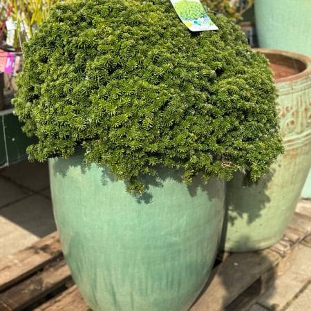 Abies k. 'Brillant' Bolvorm 50-60 cm