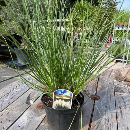 Cortaderia s. Tiny Pampa Pot 5 Liter 
