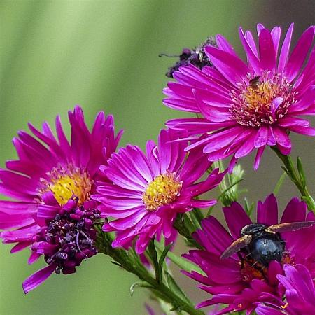 Aster n.-b. 'Crimson Brocade' Pot 9 cm