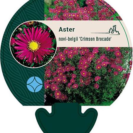Aster n.-b. 'Crimson Brocade' Pot 9 cm
