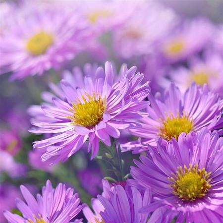 Aster n.-b. 'Fellowship' Pot 9 cm