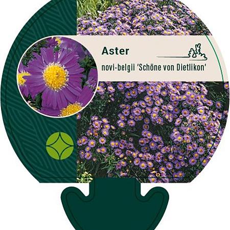 Aster n.-b. 'Schöne von Dietlikon' Pot 9 cm