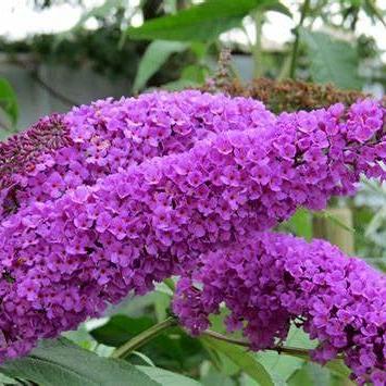Buddleja d. 'Border Beauty' Pot 10 liter