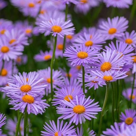 Aster tongolensis 'Napsbury' Pot 9 cm