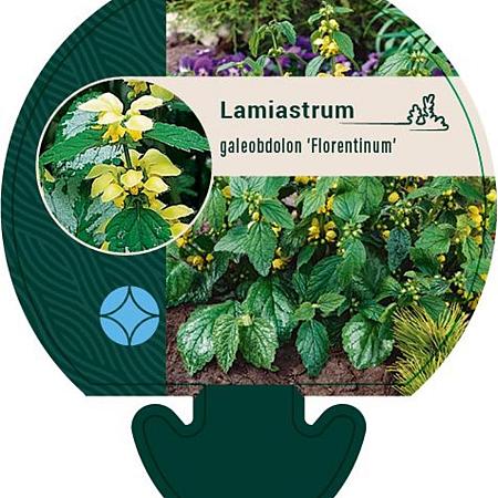 Lamiastrum gal. 'Florentinum' Pot 9 cm