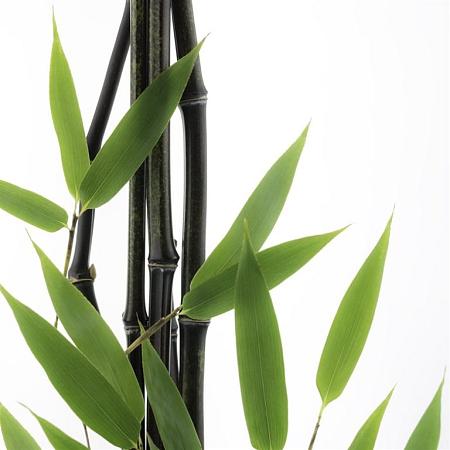 Fargesia nitida 'Black Pearl' Pot 5 Liter 80 - 100 cm