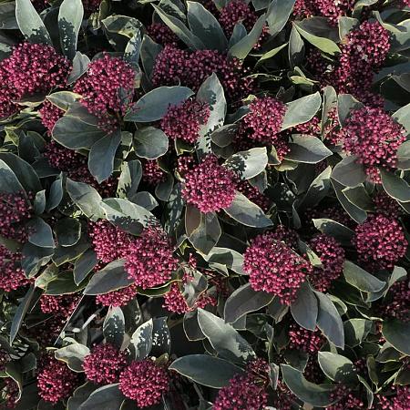 Skimmia j. 'Rubella' Pot 5 Liter