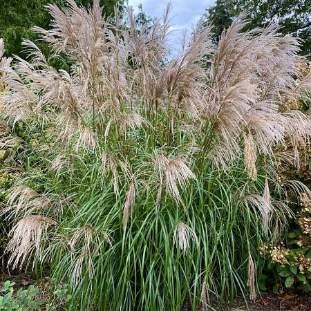 Miscanthus sin. 'Adagio' Pot 9 cm