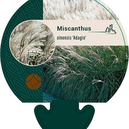 Miscanthus sin. 'Adagio' Pot 9 cm