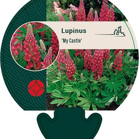 Lupinus 'My Castle' Pot 9 cm