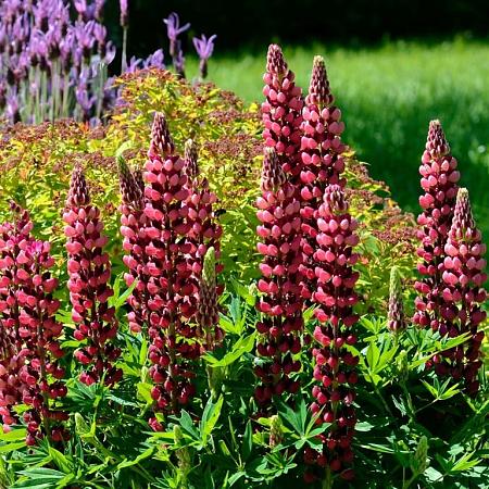 Lupinus 'My Castle' Pot 9 cm