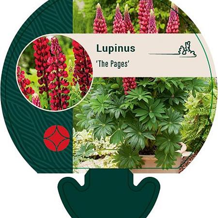 Lupinus 'The Pages' Pot 9 cm