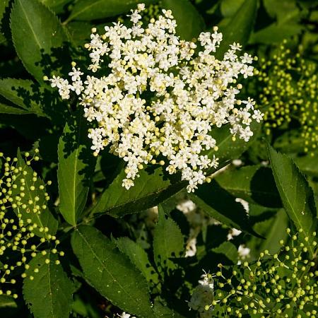 Sambucus nigra Pot 10 liter 80 - 100 cm