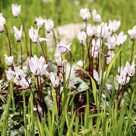Cyclamen hederif. 'Album' Pot 9 cm