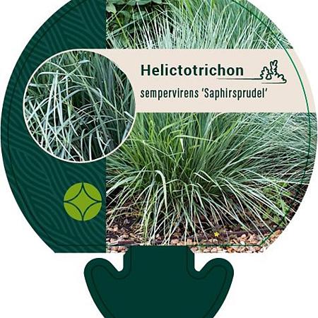 Helictotrichon sem. 'Saphirsprudel' Pot 9 cm