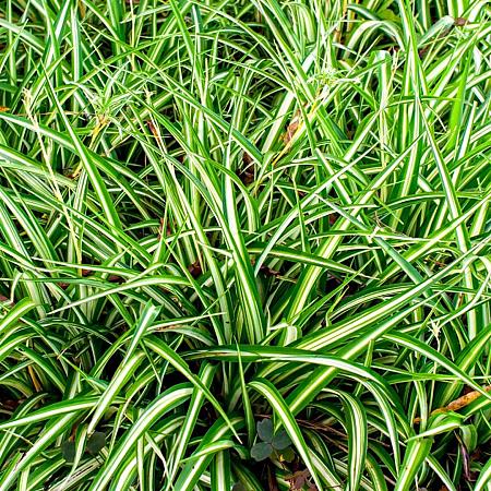 Carex morrowii 'Vanilla Ice' Pot 9 cm