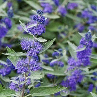 Caryopteris cland. Sterling Silver Pot 2 Liter