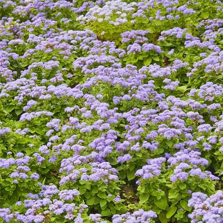 Ceanothus 'Concha' Pot 2 Liter