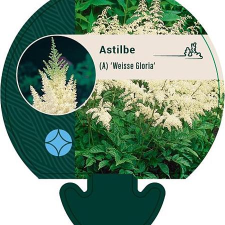 Astilbe (A) 'Weisse Gloria' Pot 9 cm