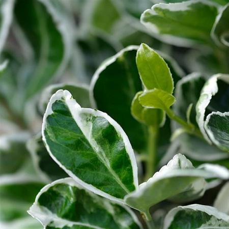 Euonymus jap. 'Kathy' Pot 3 Liter 