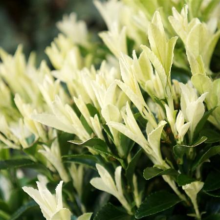 Euonymus jap. Paloma Blanca Pot 3 Liter 