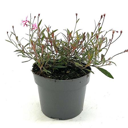 Gaura l. 'Siskiyou Pink' Pot 2 Liter