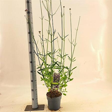 Verbena bonariensis Pot 2 Liter