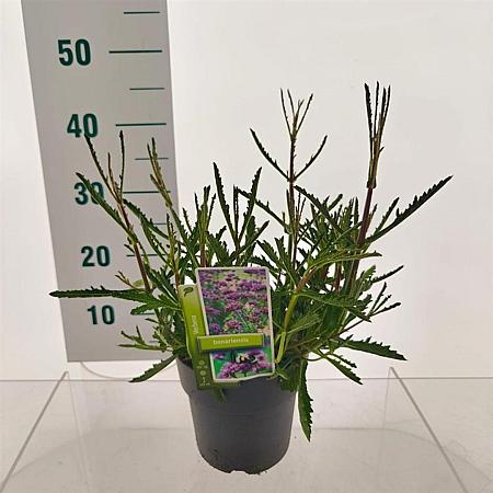 Verbena bonariensis Pot 2 Liter