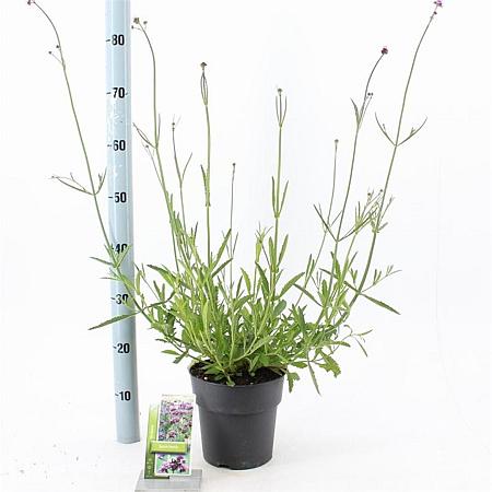 Verbena bonariensis Pot 2 Liter
