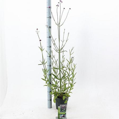 Verbena bonariensis Pot 2 Liter