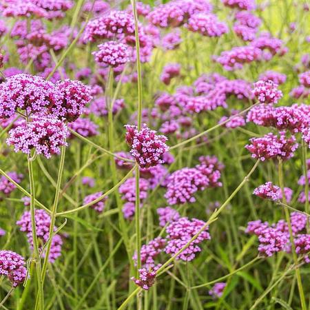 Verbena bonariensis Pot 2 Liter