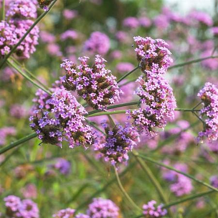 Verbena bonariensis Pot 2 Liter