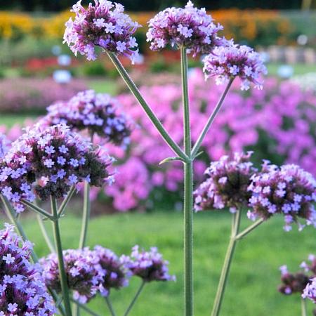 Verbena bon. 'Lollipop' Pot 2 Liter