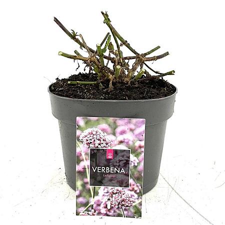 Verbena bon. 'Lollipop' Pot 2 Liter